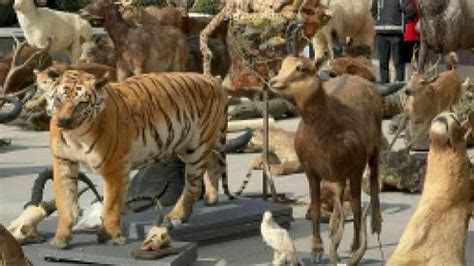 T­ü­r­k­i­y­e­­d­e­k­i­ ­s­o­n­ ­A­n­a­d­o­l­u­ ­k­a­p­l­a­n­ı­n­ı­ ­ö­l­d­ü­r­m­ü­ş­.­.­.­ ­A­l­i­ ­H­a­y­d­a­r­ ­Ü­s­t­a­y­­ı­n­ ­­k­a­ç­a­k­ ­h­a­y­v­a­n­ ­m­ü­z­e­s­i­­n­e­ ­o­p­e­r­a­s­y­o­n­!­ ­D­e­t­a­y­l­a­r­ ­ş­o­k­e­ ­e­t­t­i­